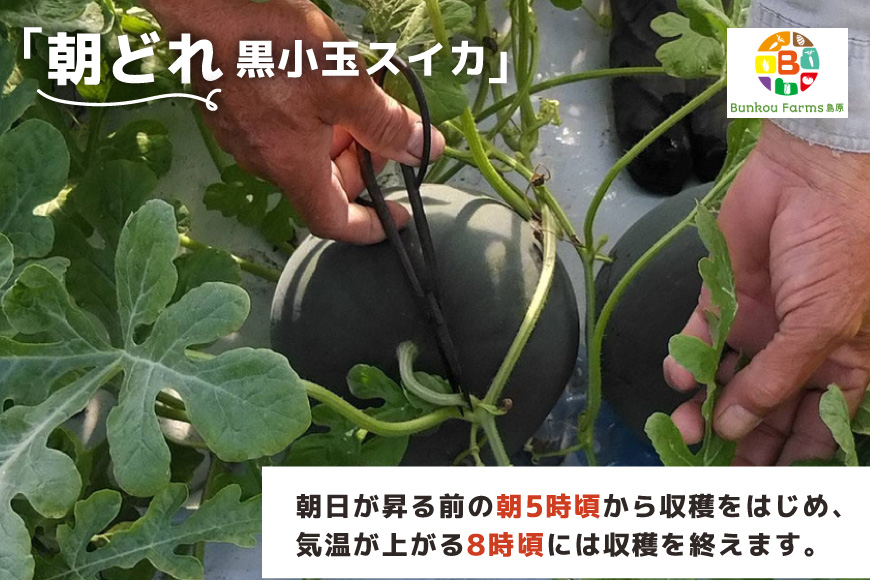 【令和8年度出荷分】BE275 黒小玉スイカ「ひとりじめBonBon」 5kg(1.7kg以上×2~3玉) ～名水百選の里 島原産～ [ Bunkou Farms 島原 合同会社 島原市 BE275 ]