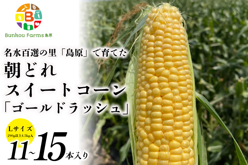 BE279【令和8年度出荷分】5月下旬から出荷！ 朝どれ スイートコーン L×11～15本セット (4.5kg入) ～名水百選の里 島原産～