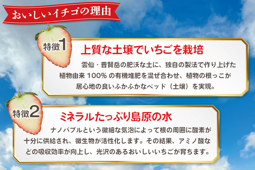AJ437 【2025年12月発送開始】 いちご ほおばるベリー 約 500g ( 250g 2パック ) [ 苺 イチゴ 500g 甘い あまい おいしい ブランド フルーツ 果物 出田農円 長崎県 島原市 ]