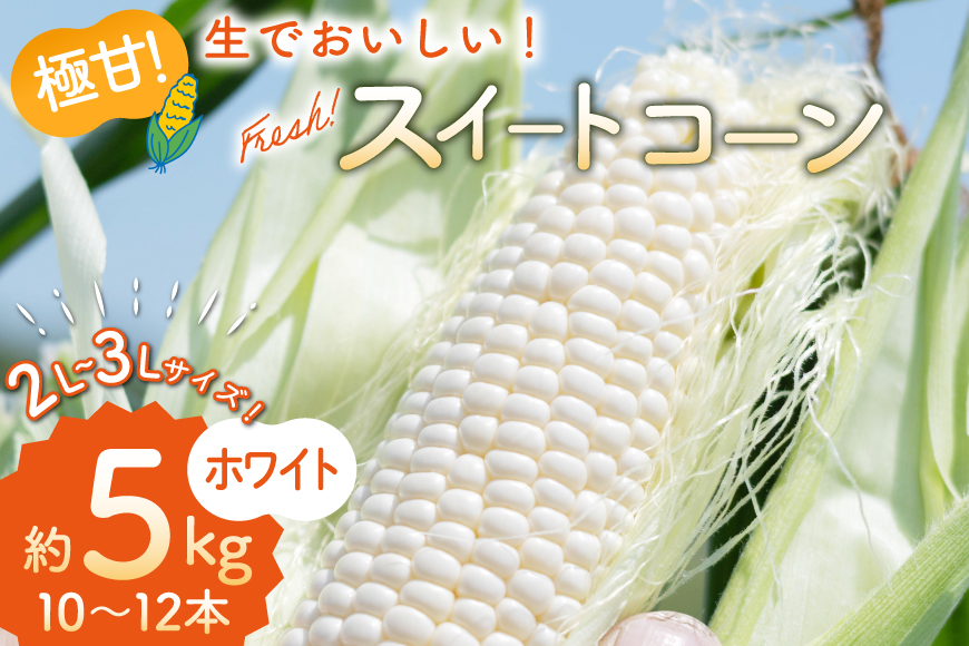 AI206【令和8年度出荷分】とうもろこし スイートコーン ホワイト 2L〜3Lサイズ 10本〜12本 約5kg [ トウモロコシ コーン ホワイトコーン 野菜 5キロ さかいさんち SAKAI FARM 長崎県 島原市 ]