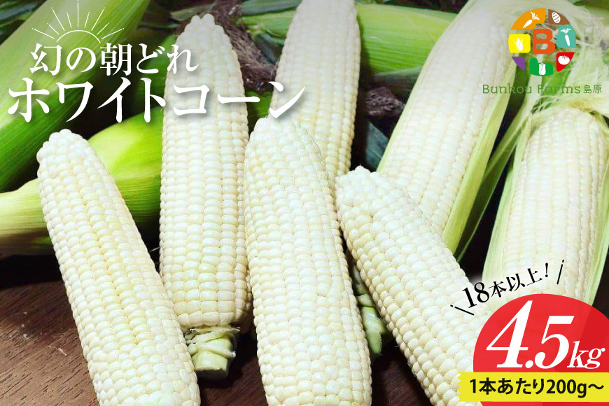 BG036 【令和8年度出荷分】6月中旬から出荷！ 幻の朝どれ ホワイトコーン 200g以上×18本以上 4.5kg ～名水百選の里 島原産～