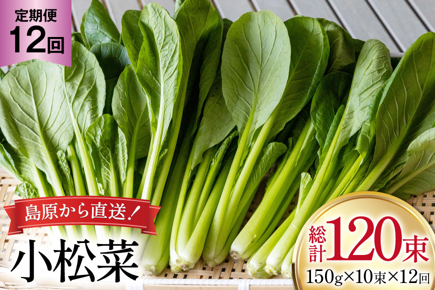 AI331 定期便 12回 小松菜 10束 [ 野菜 こまつな やさい 冷蔵 葉物野菜 田中農園 長崎県 島原市 ]