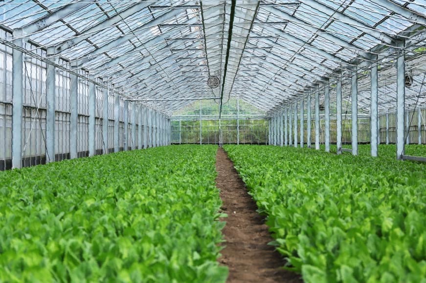 AI340 定期便 12回 水菜 30束 [ 野菜 みずな サラダ やさい 冷蔵 葉物野菜 田中農園 長崎県 島原市 ]