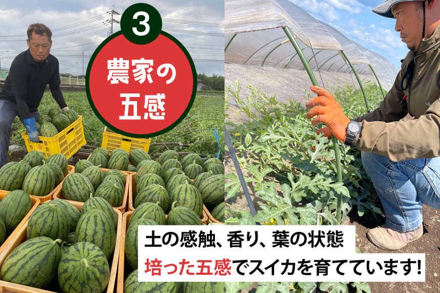 AJ462 【令和8年度出荷分】 Farm honda 小玉スイカ 3〜5玉 約10kg [ 先行予約 数量限定 小玉 スイカ 西瓜 フルーツ 果物 長崎 長崎県 島原市 ]