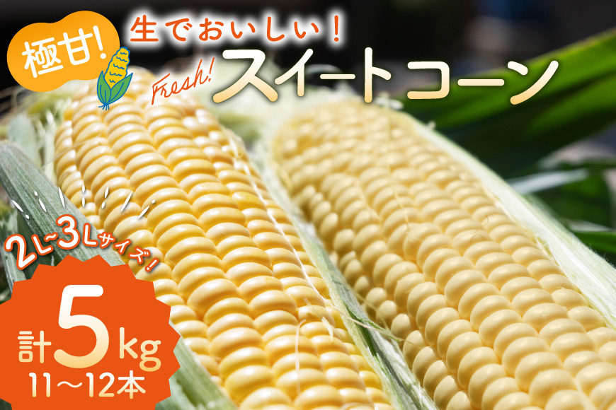 AI207【令和8年度出荷分】とうもろこし スイートコーン イエロー 2L~3Lサイズ 11本~12本 計5kg [ トウモロコシ コーン ゴールドラッシュ 野菜 5キロ さかいさんち SAKAI FARM 長崎県 島原市 ]