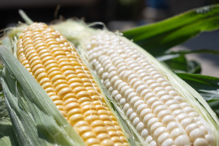 AJ453【令和8年度出荷分】 とうもろこし スイートコーン ホワイト 2kg 5本 2Lサイズ [ トウモロコシ コーン ホワイトコーン 野菜 2キロ さかいさんち SAKAI FARM 長崎県 島原市 ]