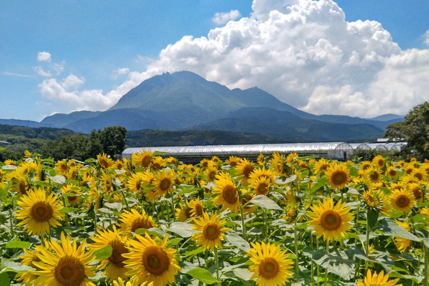 【令和8年度出荷分】BE275 黒小玉スイカ「ひとりじめBonBon」 5kg(1.7kg以上×2~3玉) ～名水百選の里 島原産～ [ Bunkou Farms 島原 合同会社 島原市 BE275 ]