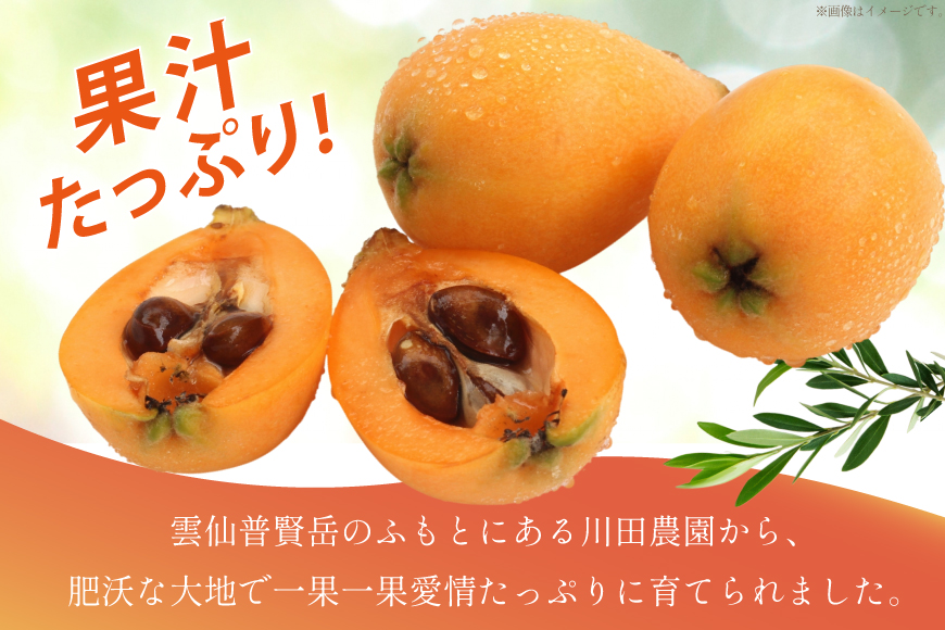 AF220【令和9年度出荷分】びわ 果汁たっぷり！川田さん家の温室栽培びわ 500g [ びわ ビワ 枇杷 フルーツ 果物 くだもの 国産 先行予約 川田農園 長崎県 島原市 ]
