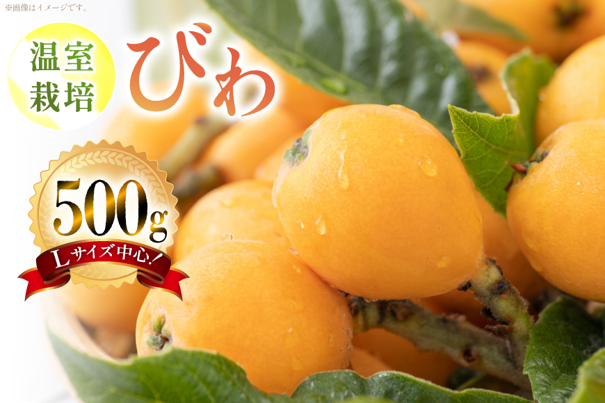 AF220【令和9年度出荷分】びわ 果汁たっぷり！川田さん家の温室栽培びわ 500g [ びわ ビワ 枇杷 フルーツ 果物 くだもの 国産 先行予約 川田農園 長崎県 島原市 ]