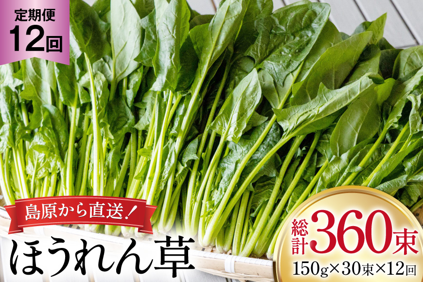 AI328 定期便 12回 ほうれん草 30束 [ 野菜 ホウレン草 やさい ホウレンソウ 冷蔵 葉物野菜 田中農園 長崎県 島原市 ]