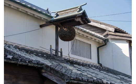 日本初！海藻由来のヘルシー焼酎　島原城ボトル　わかめ焼酎