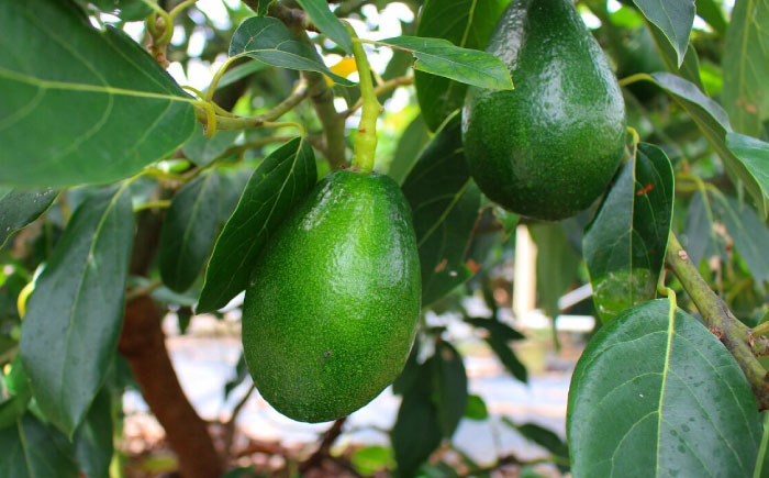 アボカド苗木 80～100cm 品種【ベーコン】 2年生苗 長崎県産 耐寒 / アボカド 苗木 国産 苗 定植 あぼかど / 諫早市 / アボカド長崎農園 [AHEA005]