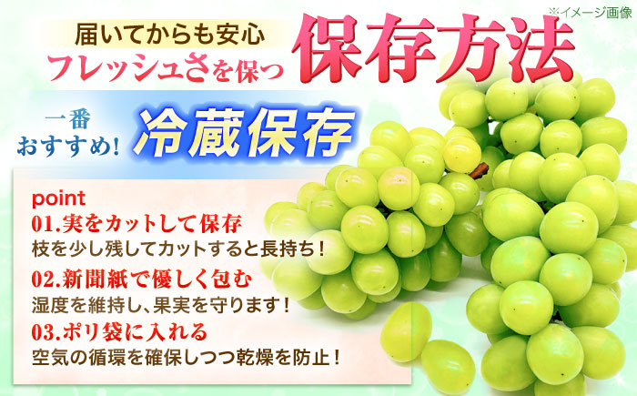 【2回定期便】※【2026年9月より順次発送／先行予約】シャインマスカット 約1.3kg(2～3房) 家庭用 / フルーツ フルーツ定期便 果物 果物定期便 ぶどう マスカット しゃいんますかっと / 諫早市 / 肥前グローカル株式会社 [AHDI011]