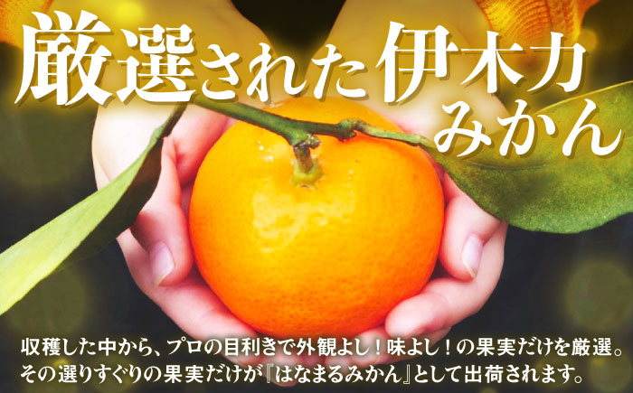 伊木力みかん「はなまるみかん」（贈答用）5kg / 伊木力みかん みかん 蜜柑 ミカン 柑橘 / 諫早市 / 株式会社山野果樹園 [AHCF003]