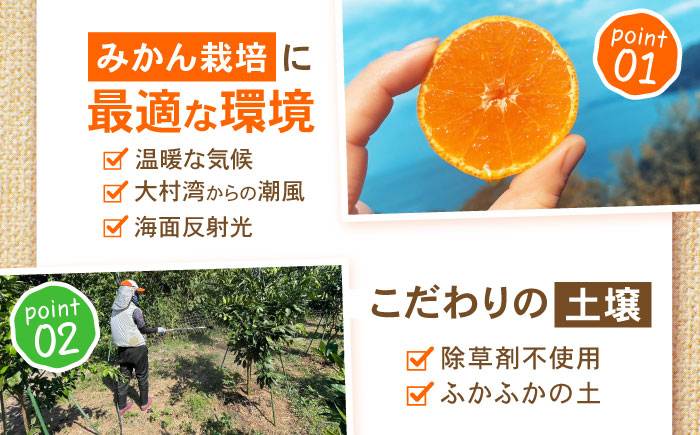 伊木力みかん 5kg / みかん ミカン 佐瀬みかん 伊木力みかん 濃い 温州みかん 薄皮 5kg / 諫早市 / 伊佐農園 [AHFI015]