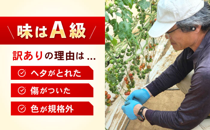 【訳あり】ミニトマト 3kg / 訳あり 訳アリ ミニトマト プチトマト トマト とまと 野菜 やさい / 諫早市 / 原農園 [AHCZ001]