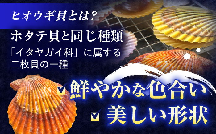 【ホタテ以上の旨味！】ヒオウギ貝 10枚(殻長7.5cm以上) / 貝 かい 魚介 ぎょかい 海鮮　かいせん 海産物 / 諫早市 / 橘湾中央漁業協同組合 [AHDP001]