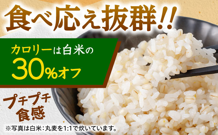 もち麦よりも『ぷりっ』とした弾力 【隔月3回定期便】長崎県産 丸麦 10kg / 麦 むぎ 雑穀 雑穀米 麦ごはん 麦飯 麦みそ 食物繊維 長崎県産 米 こめ コメ ※ / 諫早市 / 有限会社伊東精麦 [AHBU006]