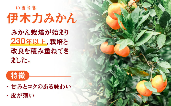 伊木力みかん (大玉)5kg / みかん ミカン 蜜柑 柑橘 フルーツ ふるーつ 果物 くだもの / 諫早市 / 山野果樹園 [AHCF007]