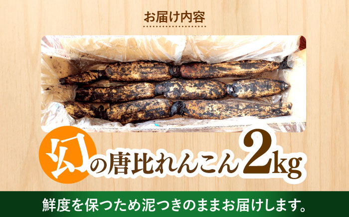 幻の唐比れんこん 2kg / れんこん レンコン 蓮根 野菜 やさい / 諫早市 / 農事組合法人スマイル・ライフ [AHCA002]