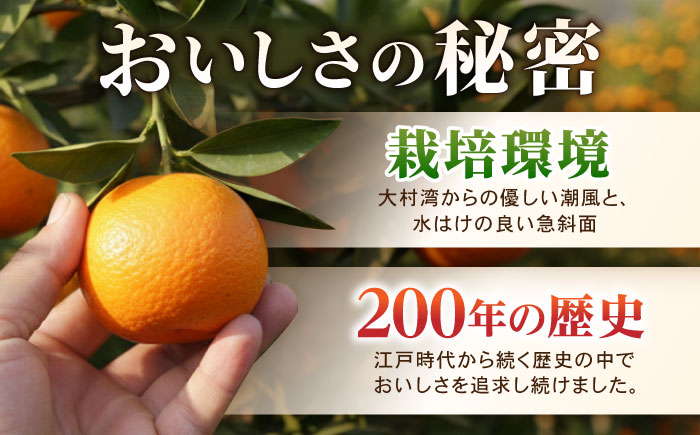 【食べる濃厚ジュース】佐瀬みかん 10kg / みかん ミカン 蜜柑 オレンジ 柑橘 フルーツ ふるーつ 果物 くだもの みかんジュース 甘い / 諫早市 / 一正 [AHFL002]