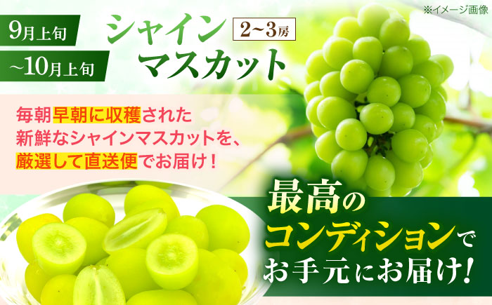 【2回定期便】※【2026年シーズン発送／先行予約】フルーツ定期便(シャインマスカット 約1.3kg(2～3房) / 温州みかん(10kg) 家庭用 / フルーツ定期便 果物定期便 シャインマスカット みかん / 諫早市 / 肥前グローカル株式会社 [AHDI012]