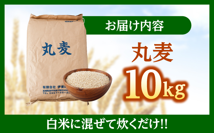 もち麦よりも『ぷりっ』とした弾力 長崎県産 丸麦 10kg / 麦 むぎ 雑穀 雑穀米 麦ごはん 10kg 麦飯 麦みそ 食物繊維 長崎県産 米 こめ コメ ※ / 諫早市 / 有限会社伊東精麦 [AHBU005]