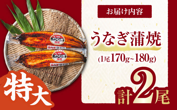 【最速発送】＜諫早淡水＞特大うなぎ蒲焼2尾 / うなぎ ウナギ 鰻 特大 蒲焼き 蒲焼 国産 冷凍 うな重 うな丼 ひつまぶし / 諫早市 / 活うなぎ問屋 諫早淡水 [AHAT014] スピード 最短 最速 発送