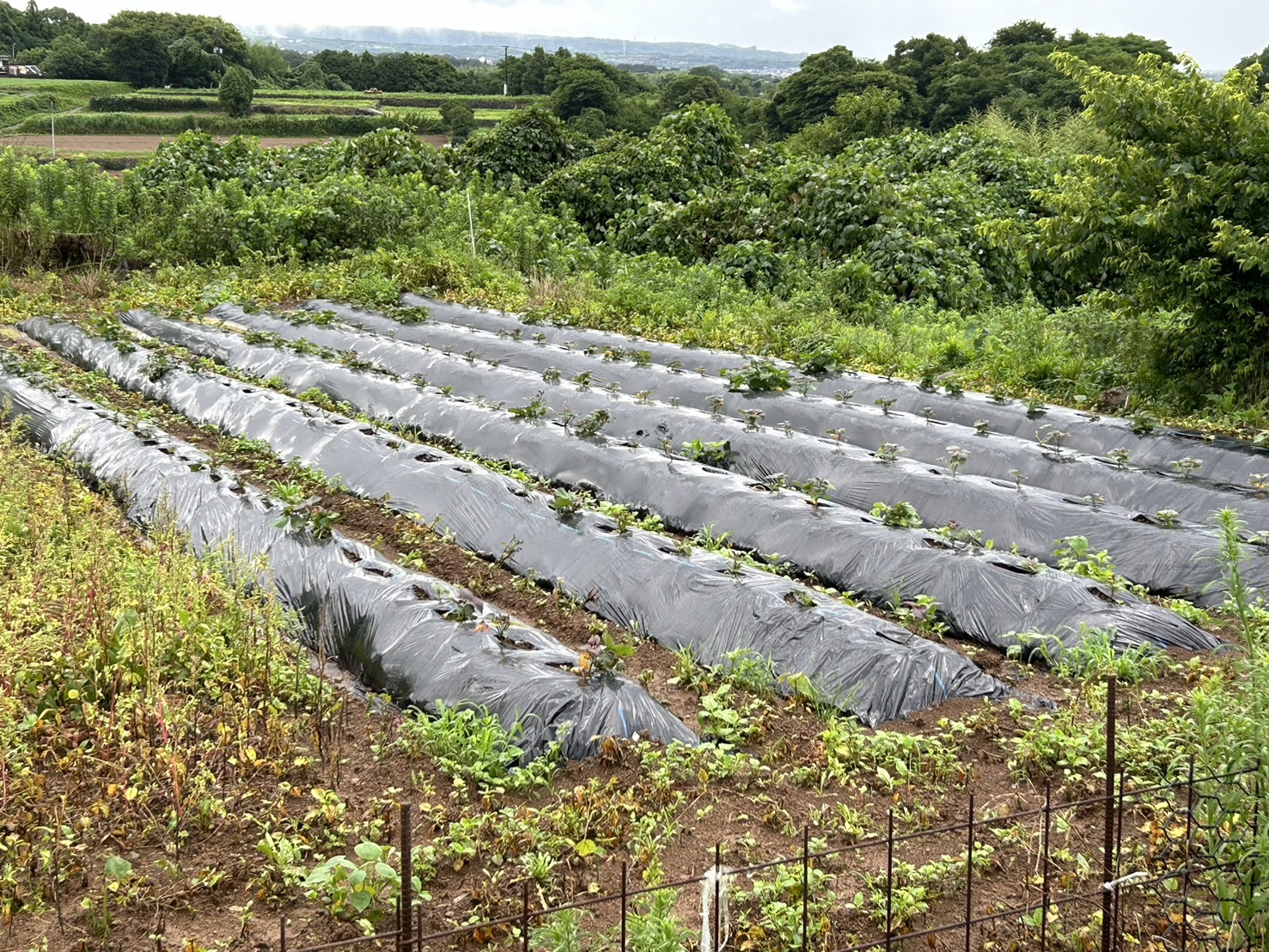 【訳あり】 先行予約 栽培期間中農薬不使用さつまいも「安納芋」 5kg / いも イモ 芋 さつまいも さつま芋 サツマイモ 安納芋 スイーツ 訳あり 訳アリ 栽培期間中農薬不使用 / 諫早市 / ふるさと有明ファーム [AHAQ002]