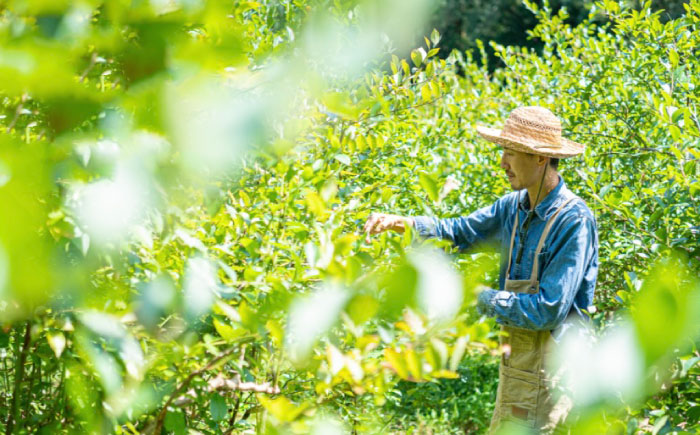 ブルーベリージャム 4本セット / ブルーベリー ジャム パン フルーツ / 諫早市 / のんびり山 [AHBA002]