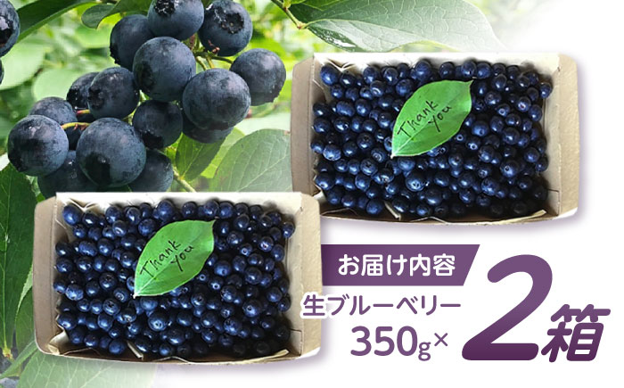 ※【2026年7月下旬より順次発送／先行予約】朝摘みブルーベリー 350g×2箱 / ブルーベリー 生 ジュース 摘みたて フレッシュ フルーツ / 諫早市 / のんびり山 [AHBA001]