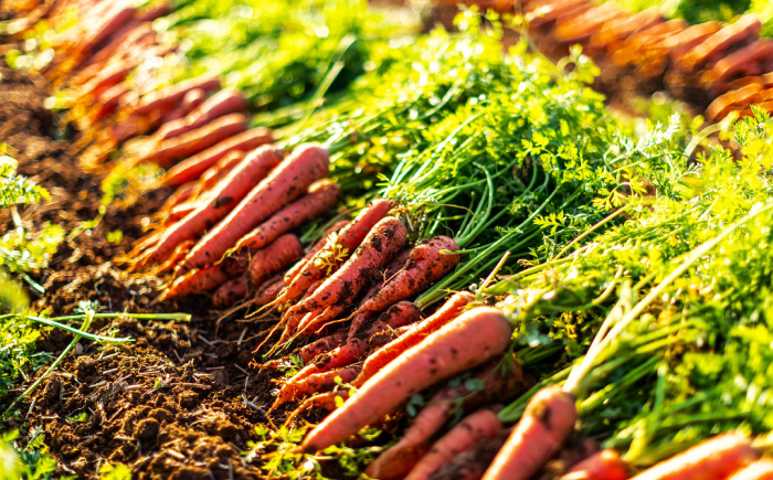 滝さんの人参 5kg / にんじん ニンジン 人参 carrot やさい 野菜 にんじんジュース 人参ジュース ニンジンジュース キャロット キャロットジュース / 諫早市 / 滝商店株式会社 [AHCU007]