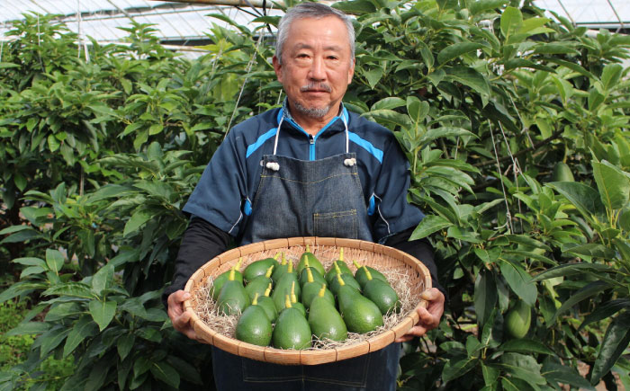 長崎県産 完熟アボカド【翡翠玉】３個セット　/　アボカド　国産　新鮮　贈答　/　諫早市　/　アボカド長崎農園 [AHEA001]