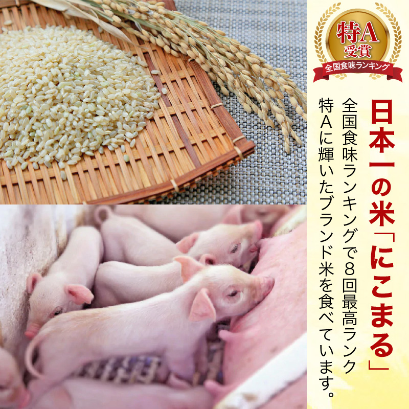 【3回定期便】豚肉切り落とし2.1kg!諫早平野の米で育てた諫美豚 / 諫美豚 豚肉 切り落とし 肉 豚 お肉 国産 人気 スライス / 諫早市 / 株式会社土井農場 [AHAD013]