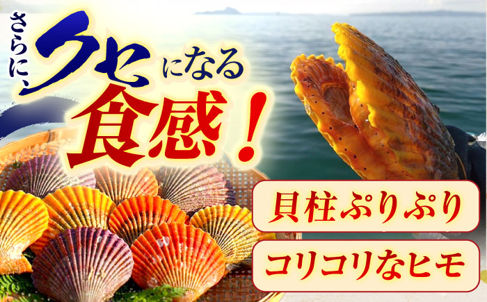 【ホタテ以上の旨味！】ヒオウギ貝 10枚(殻長7.5cm以上) / 貝 かい 魚介 ぎょかい 海鮮　かいせん 海産物 / 諫早市 / 橘湾中央漁業協同組合 [AHDP001]