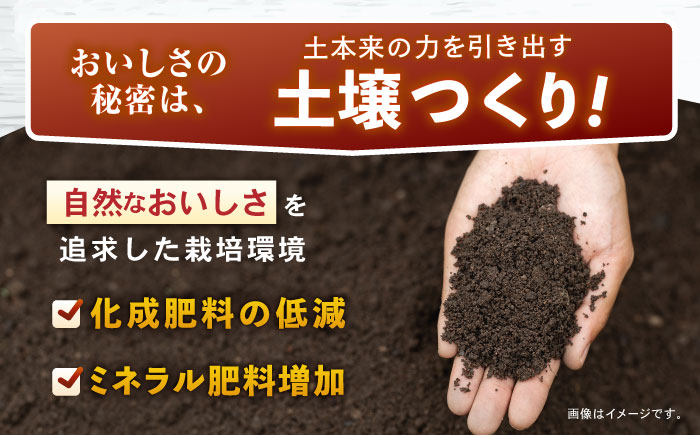 じゃがいも アイマサリ 5kg (S～2Lサイズ/約30～40個) / じゃがいも ジャガイモ ポテト 九州 あいまさり アイマサリ 野菜 やさい / 諫早市 / スマイルファーム　 [AHFG005]