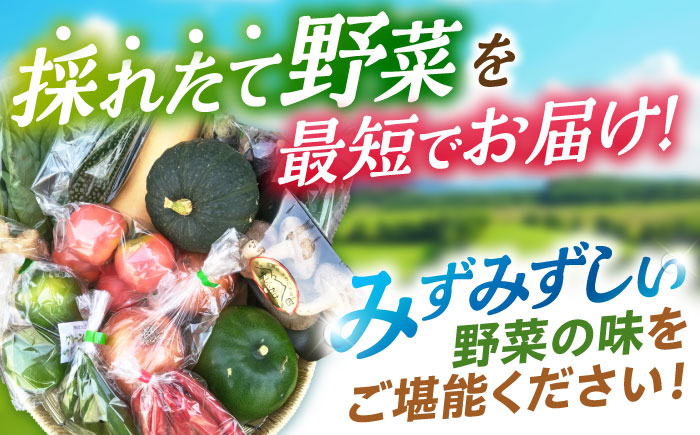 諫早産野菜の詰め合わせ(8〜9品目程度) / 季節 旬 野菜 春野菜 夏野菜 秋野菜  / 諫早市 / 肥前グローカル株式会社 [AHDI004]