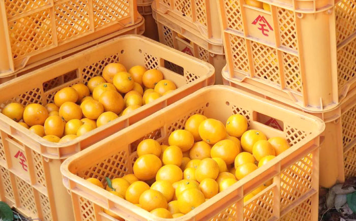 伊木力産　森山果樹園のこだわりみかん 5kg / みかん ミカン 柑橘 伊木力みかん 温州みかん / 諫早市 / 森山果樹園 [AHCO008]