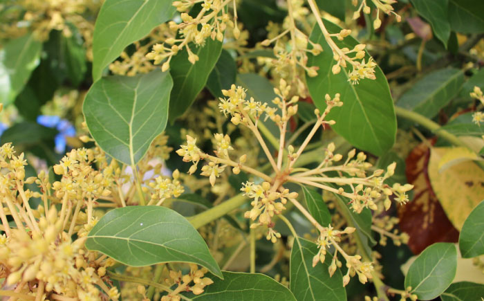 アボカド苗木 80～100cm 品種【ベーコン】 2年生苗 長崎県産 耐寒 / アボカド 苗木 国産 苗 定植 あぼかど / 諫早市 / アボカド長崎農園 [AHEA005]