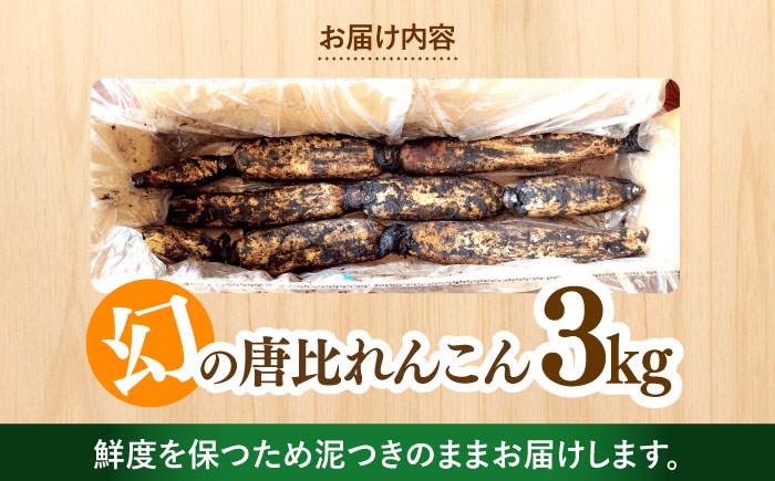 幻の唐比れんこん 3kg / れんこん レンコン 蓮根 野菜 やさい / 諫早市 / 農事組合法人スマイル・ライフ [AHCA003]