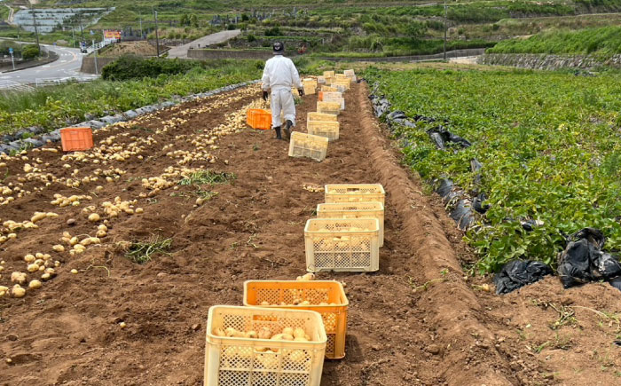 ジャガイモ(メークイーン)　5kg / 諫早市 / 未来ファーム [AHEY004]