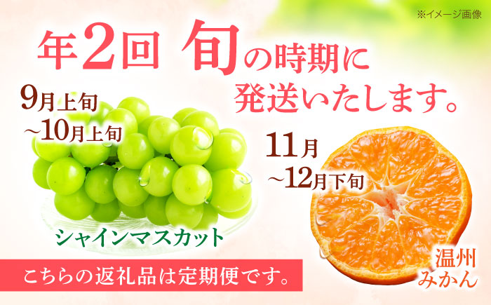 【2回定期便】※【2026年シーズン発送／先行予約】フルーツ定期便(シャインマスカット 約1.3kg(2～3房) / 温州みかん(10kg) 家庭用 / フルーツ定期便 果物定期便 シャインマスカット みかん / 諫早市 / 肥前グローカル株式会社 [AHDI012]