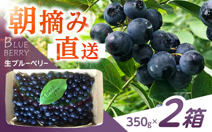 ※【2026年7月下旬より順次発送／先行予約】朝摘みブルーベリー 350g×2箱 / ブルーベリー 生 ジュース 摘みたて フレッシュ フルーツ / 諫早市 / のんびり山 [AHBA001]