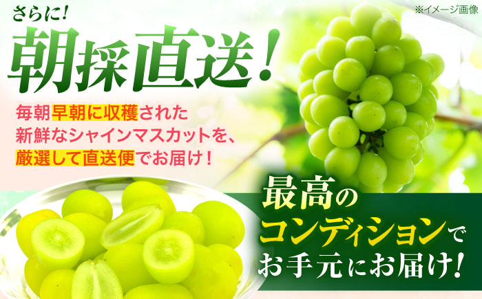 【2回定期便】※【2026年9月より順次発送／先行予約】シャインマスカット 約1.3kg(2～3房) 家庭用 / フルーツ フルーツ定期便 果物 果物定期便 ぶどう マスカット しゃいんますかっと / 諫早市 / 肥前グローカル株式会社 [AHDI011]