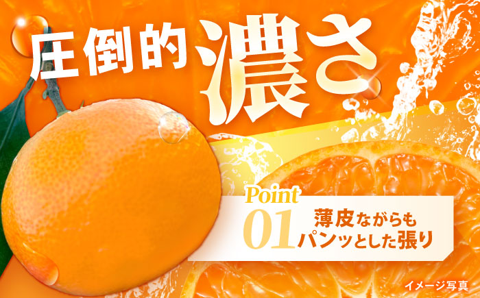 【食べる濃厚ジュース】佐瀬みかん 10kg / みかん ミカン 蜜柑 オレンジ 柑橘 フルーツ ふるーつ 果物 くだもの みかんジュース 甘い / 諫早市 / 一正 [AHFL002]