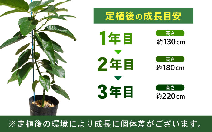 アボカド苗木 80～100cm 品種【ベーコン】 2年生苗 長崎県産 耐寒 / アボカド 苗木 国産 苗 定植 あぼかど / 諫早市 / アボカド長崎農園 [AHEA005]