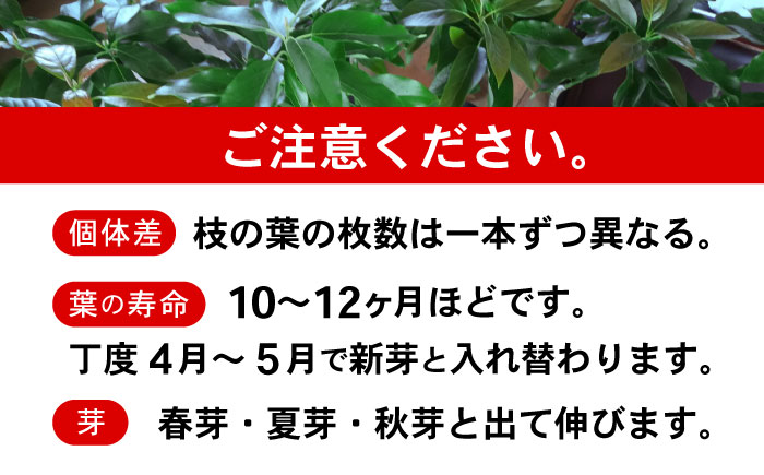 アボカド苗木 80～100cm 品種【ベーコン】 2年生苗 長崎県産 耐寒 / アボカド 苗木 国産 苗 定植 あぼかど / 諫早市 / アボカド長崎農園 [AHEA005]