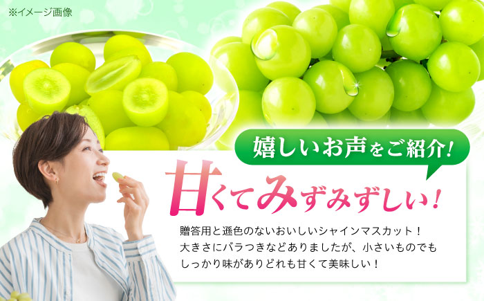 ※【2026年9月より順次発送／先行予約】【ご家庭用】シャインマスカット 約1.3kg(2〜3房) / フルーツ 果物 ぶどう マスカット しゃいんますかっと / 諫早市 / 肥前グローカル株式会社 [AHDI007]