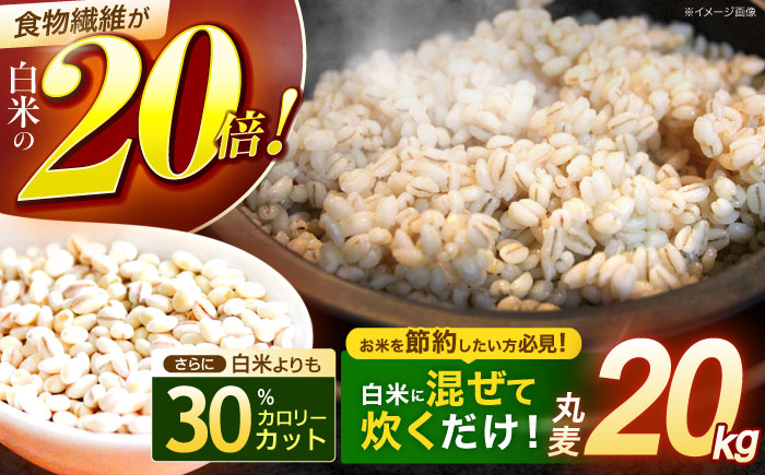 【最速発送】丸麦(長崎県産)20kg / 麦 麦味噌 雑穀 雑穀米 麦ごはん 長崎県産 米 こめ コメ ※ / 諫早市 / 有限会社伊東精麦 [AHBU001] スピード 最短 最速 発送