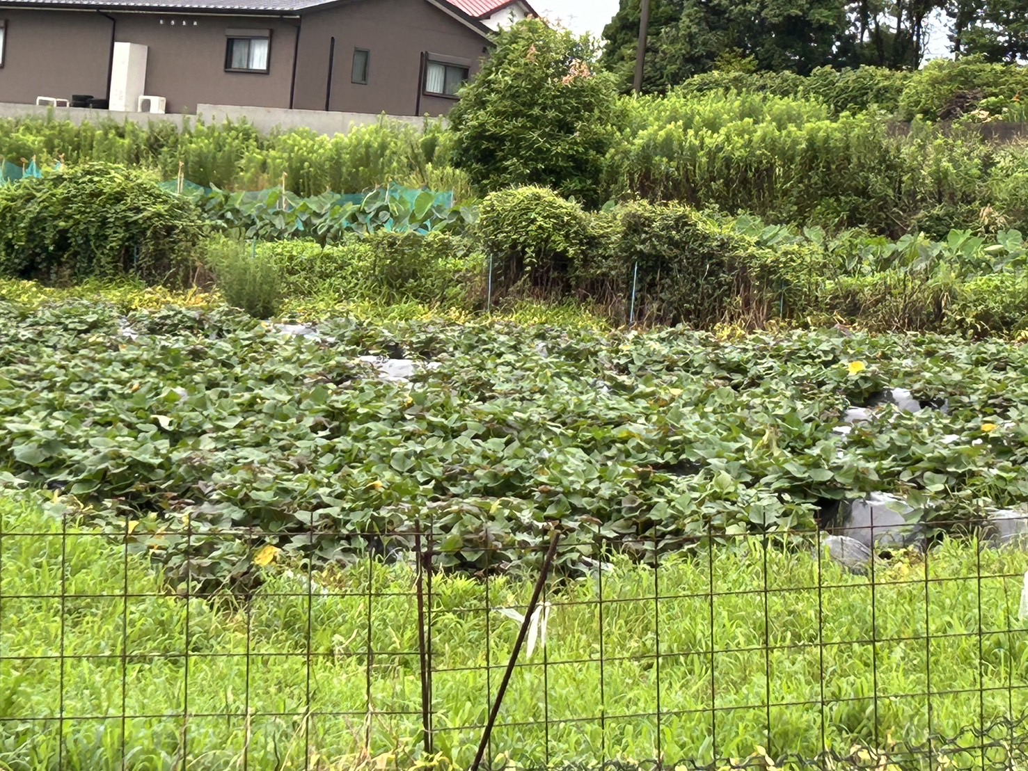 【訳あり】 先行予約 栽培期間中農薬不使用さつまいも「安納芋」 5kg / いも イモ 芋 さつまいも さつま芋 サツマイモ 安納芋 スイーツ 訳あり 訳アリ 栽培期間中農薬不使用 / 諫早市 / ふるさと有明ファーム [AHAQ002]